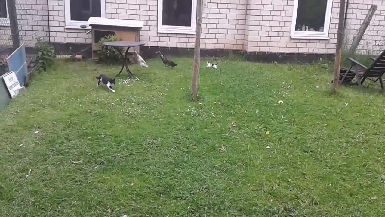 Tiny kitten adorably chases after ducks