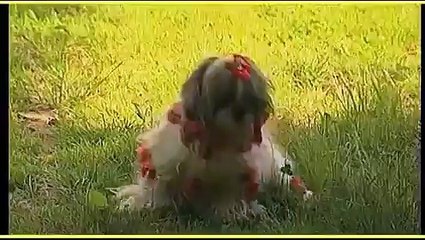 SHIH TZU trailer documentario
