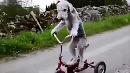 Doggie Rides a Bike!