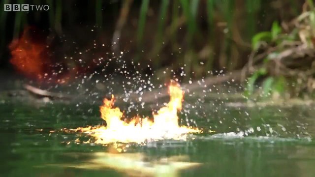 Dans ce documentaires, crocodiles et chauves-souris se battent à coups de lasers !