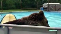 Insolite: un ours adorable se jette dans une piscine