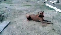 Un chien courageux saute à l'eau pour sauver son maitre. Enfin, essayer de sauver....