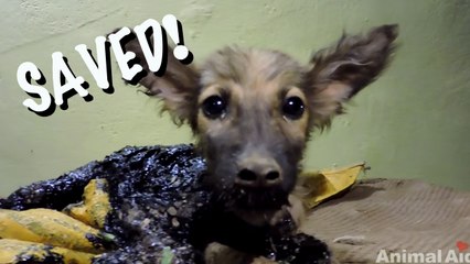 Puppy Covered in Tar Given Happy Ending