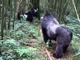 Mapuwa and Nvuyekure Lead a Mountain Gorilla Family in Virunga.