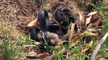 Une maman lapin se bats contre un serpent pour sauver ses petits