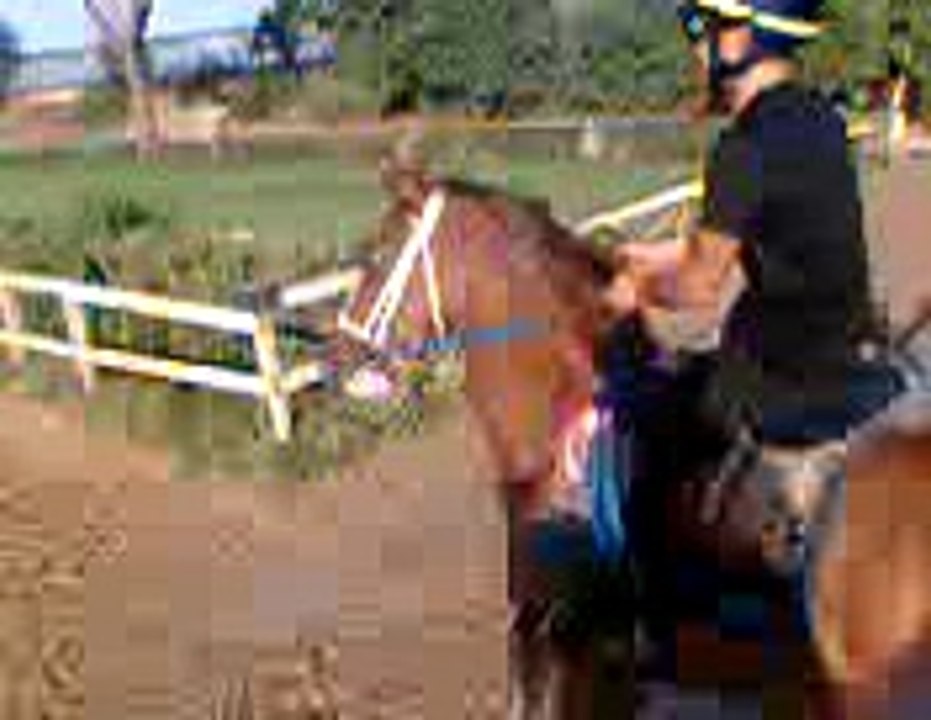 cavalli da corsa