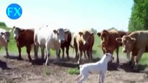 Funny Dogs Funny Videos Funny Dog Videos Compilation 2015 Funny Animals Videos #8