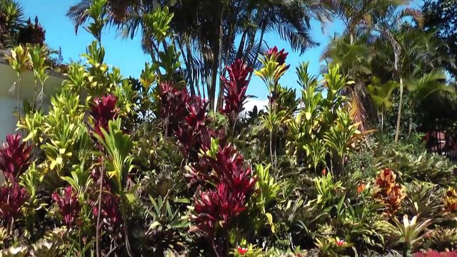 Blauer Morpho - Himmelsfalter, Blue Morpho-Sky Butterfly