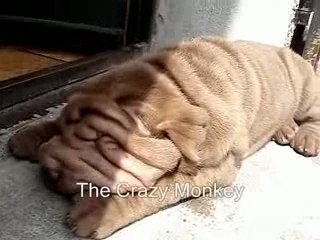 Shar pei qui ronfle