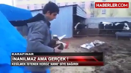 Kesilmek İstemeyen Horoz Anne Diye Bagirdi