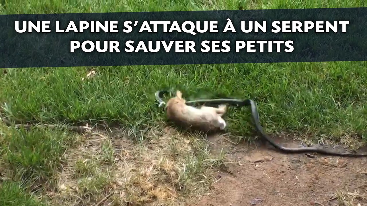 Une lapine s'attaque à un serpent pour sauver ses petits