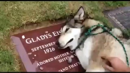 Cachorro chora no tumulo dono incrivel