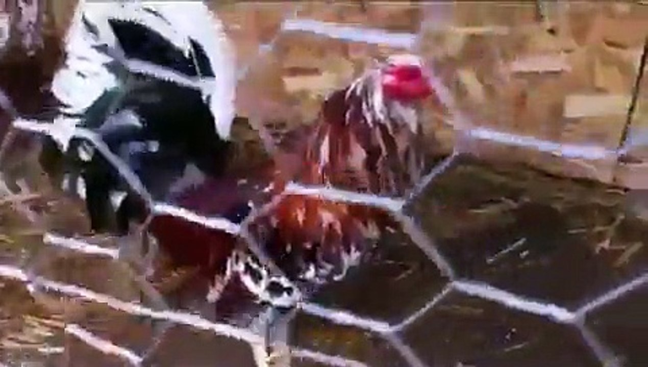 Gallos Chingones en Tennessee