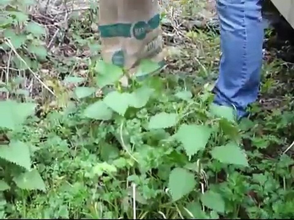 nettle lasagna made from stinging nettles - how to recipe