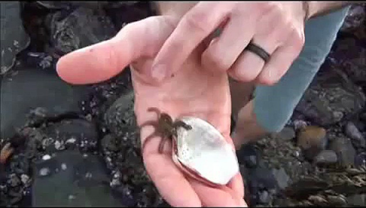 Vous n’avez jamais vu de bébé pieuvre  ?