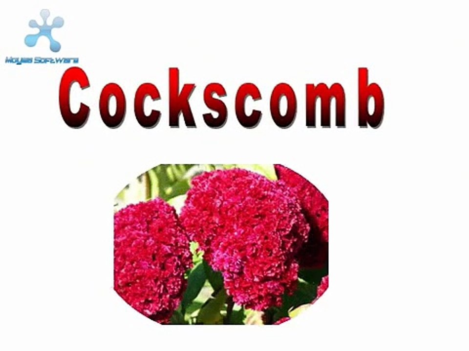 Learn alphabets-Flowers A-Z