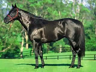 Horses, beautiful animals...