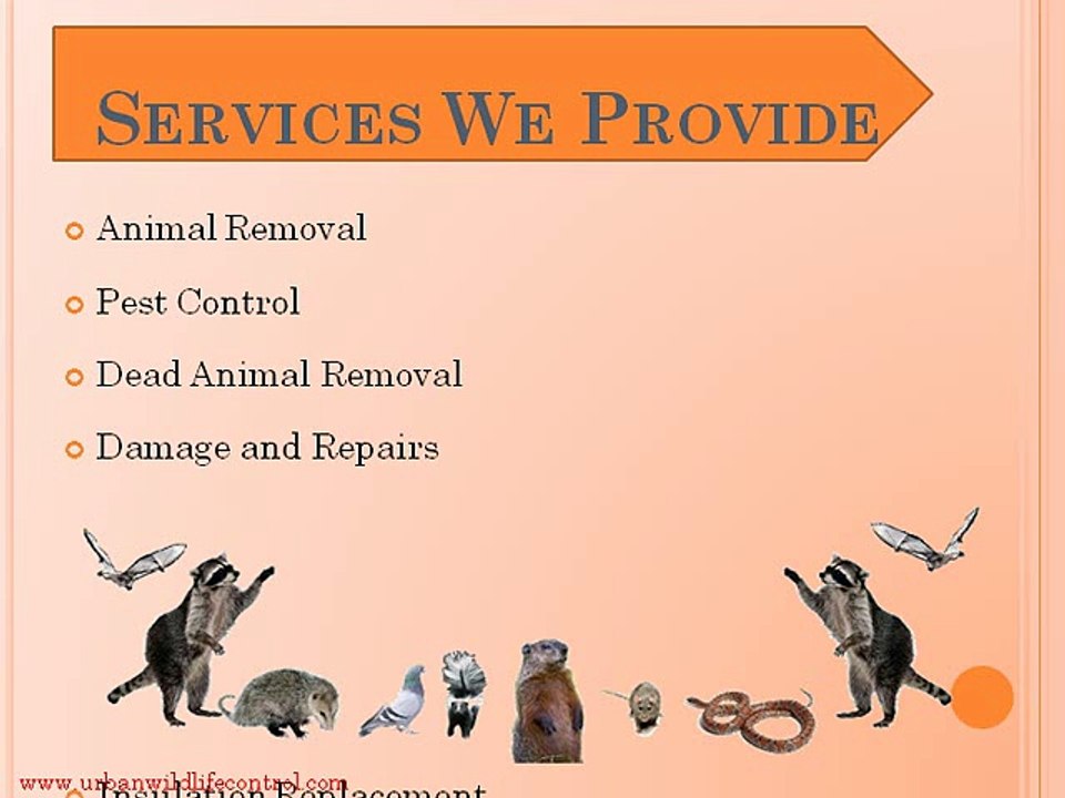 Bat Removal Services- Expel Them Out Of Your House