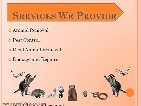 Bat Removal Services- Expel Them Out Of Your House