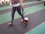 Puppy Training; walking on leash