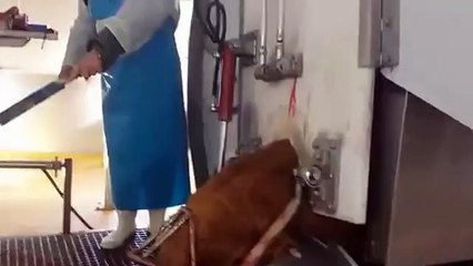 SLAUGHTERHOUSE BOX RITUAL HALAL AND KOSHER