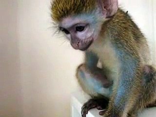 KING KONG GREEN GUENON MONKEY DISCOVERS HE HAS A PENIS