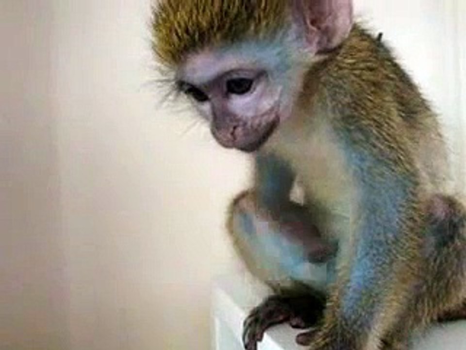 KING KONG GREEN GUENON MONKEY DISCOVERS HE HAS A PENIS