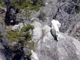 Mountain goats running down a steep cliff face