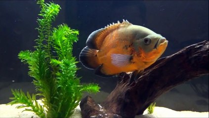 South American Oscar Fish Tank