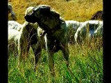 The Kurdish Kangal Dog (world famous)