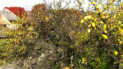 Constantin Enceanu - E pustie casa la mine in sat - oficial