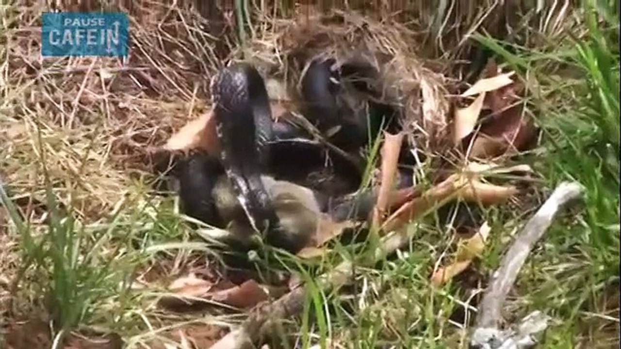 Cette maman lapin affronte un serpent pour sauver ses petits