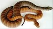 Thế giới động vật - Top 10 loài rắn độc nhất thế giới