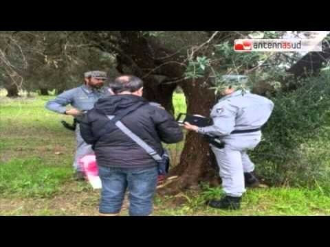 TG 27.03.15 Xylella, il Tar di Lecce blocca l'eradicazione degli ulivi (fino al 9 aprile)
