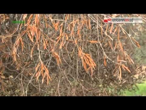 TG 26.03.15 Xylella, lunedì al via l'abbattimento degli ulivi tra le polemiche