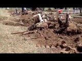 TG 17.03.15 Strage degli ulivi, l'Ue ordina abbattimento alberi infetti