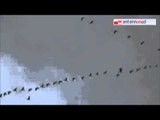 TG 16.03.15 Mille esemplari di gru cenerina avvistati a Taranto