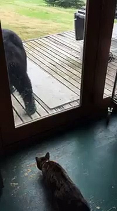 Un chat qui fait peur à un ours !!