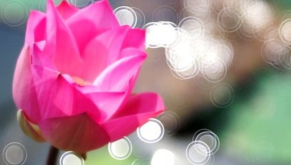 Zoomar Kilfitt Makro Kilar 90mm F2.8 Lens Review 📷