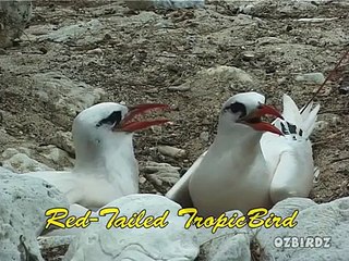 Red-Tailed Tropic Bird #1