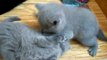 British Shorthair Kittens, BKH of  Blue Yoda