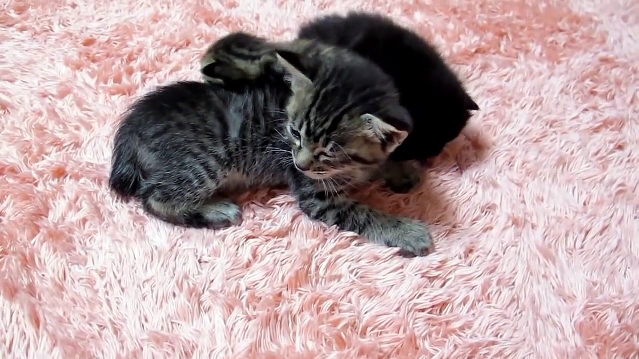 お母さんどこにいるの？　♪子猫♪　Where is mom? Kitten