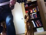 Dog Shows World That Animals Have Talent