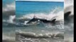 Great White Shark Chokes On Sea Lion In Australia | Great White Shark Chokes to Death on Sea Lion