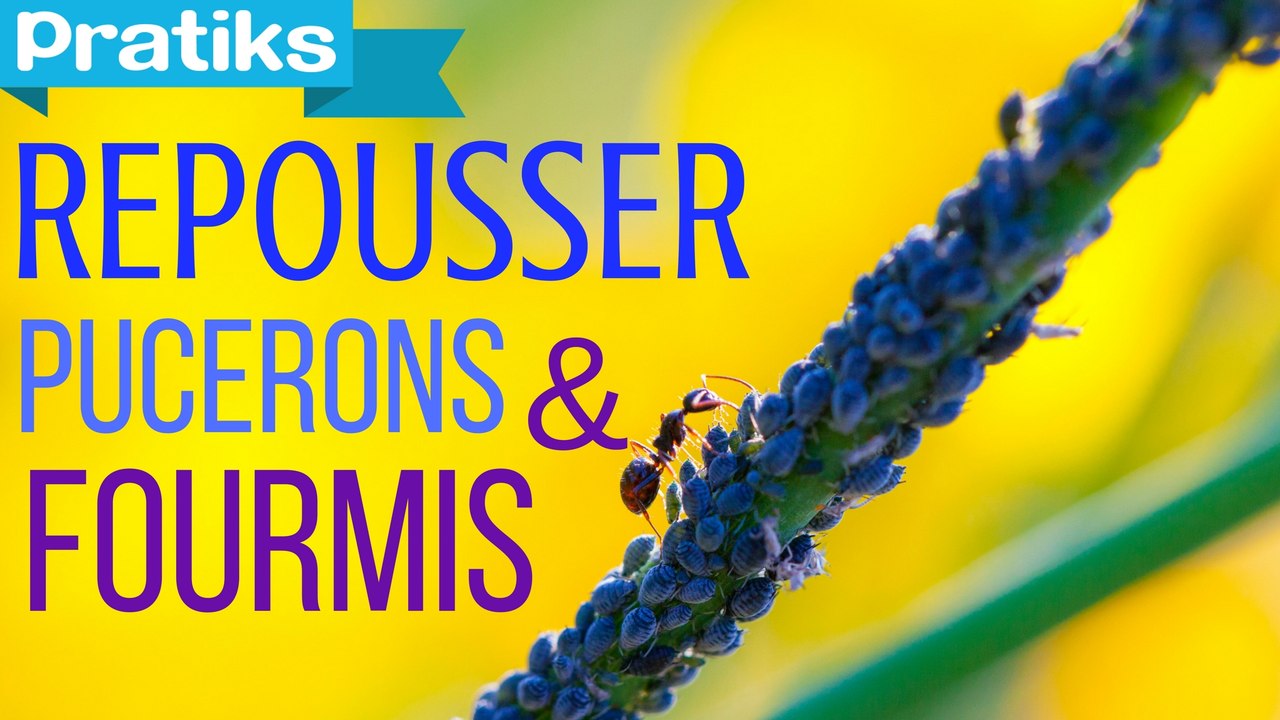 L'astuce pour repousser les pucerons et les fourmis des rosiers - Gaël gagne du temps