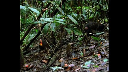 La rata almizclera marsupial