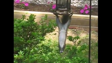 Failure of cats, dogs || Funny Animal Videos weekly 2015 || Funny Berry Animals #23