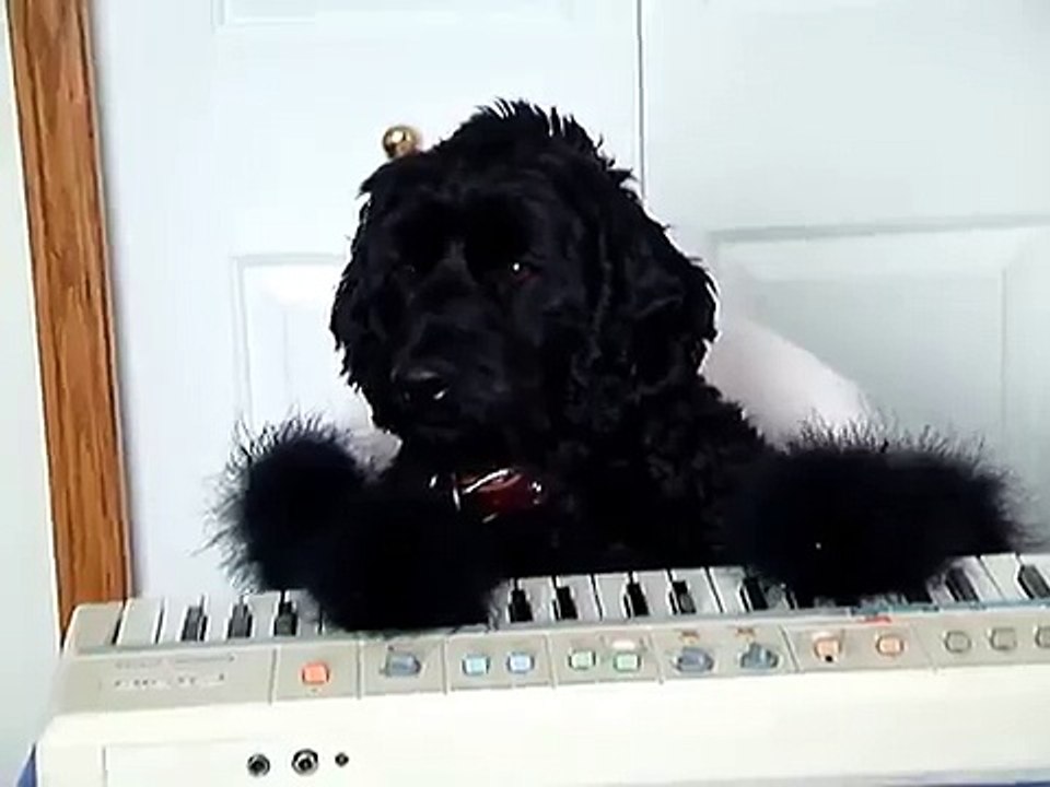 Cute Puppy wishes you a "Happy Birthday"