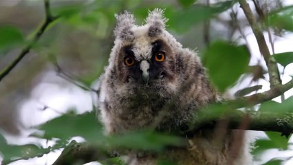 Kulaklı Orman Baykuşu