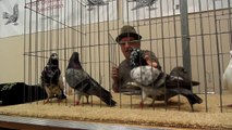 Lake Land Pigeon Show  Tippler Old Cock 2014